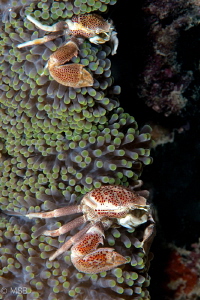 A couple of porcelain crab. by Mehmet Salih Bilal 
